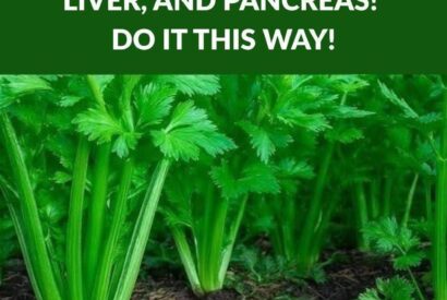 Thumbnail for This plant for the brain and digestion