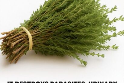 Thumbnail for Oregano: Nature’s Small but Mighty Healer