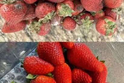 Thumbnail for How to Keep Strawberries Fresh Longer – 7 Expert Tips to Prevent Mold and Spoilage
